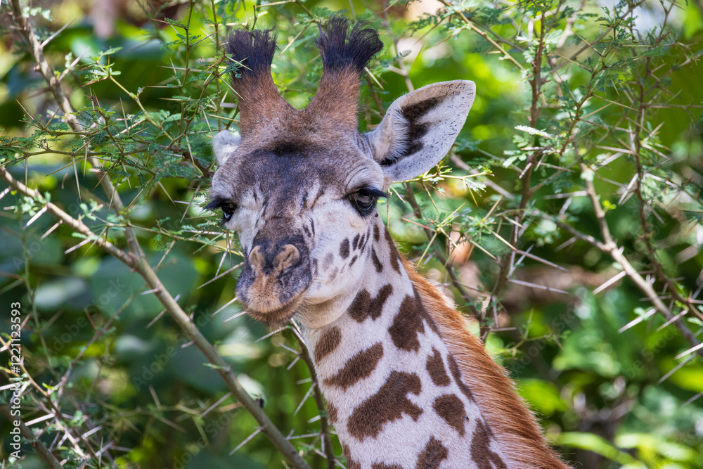 Closeup of Juvenile Masai giraffe looking inot the camera in Arusha national Park in Tanzania East Africa Closeup of Juvenile Masai giraffe looking inot the camera in Arusha national Park in Tanzania East Africa