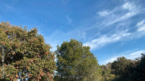 Paisaje de bosque mediterráneo, con pinos y cielo azul