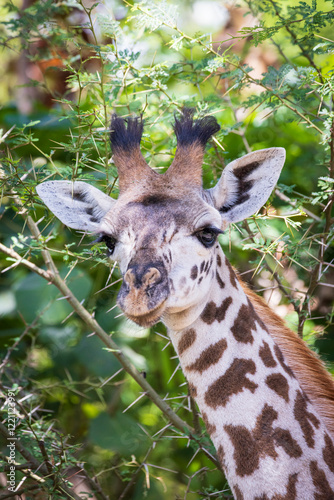 Closeup of Juvenile Masai giraffe looking inot the camera in Arusha national Park in Tanzania East Africa photo