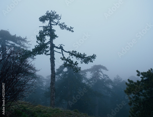 trees in the fog