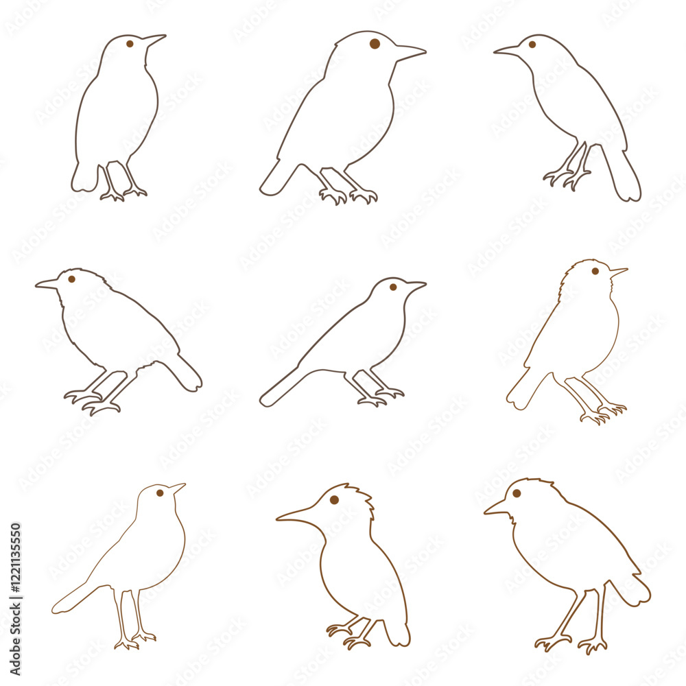 Fototapeta premium Outline Babbler Bird Illustration Design Set