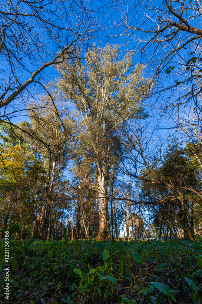 Tall trees with bare branches reach towards a vibrant blue sky, seen from a low angle amongst green ground cover. Tall trees with bare branches reach towards a vibrant blue sky, seen from a low angle amongst green ground cover.