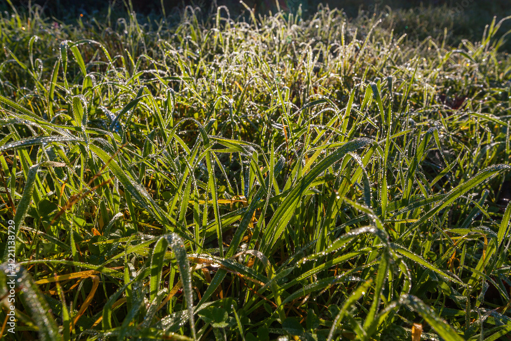 Obraz premium Morning dew glistens on blades of grass in a field, catching the early sunlight.
