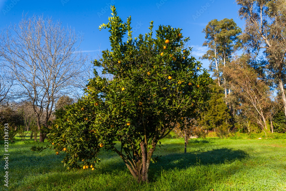 Naklejka premium An orange tree laden with ripe fruit stands in a grassy field under a bright blue sky, surrounded by other trees