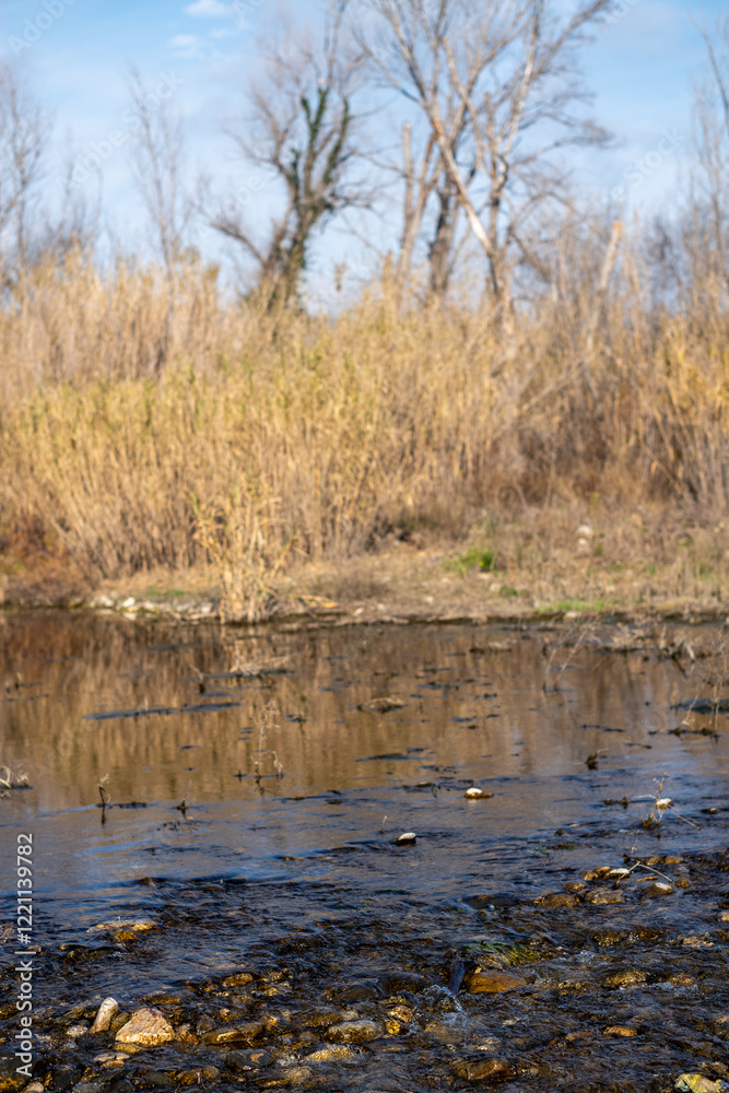 Fototapeta premium river in autumn