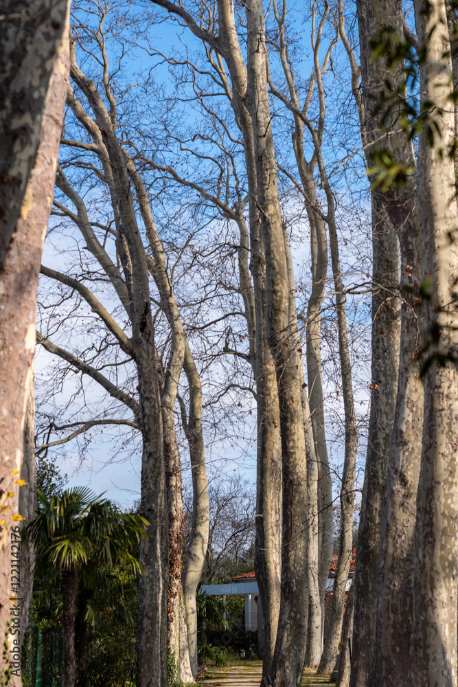 Fototapeta premium trees in the park