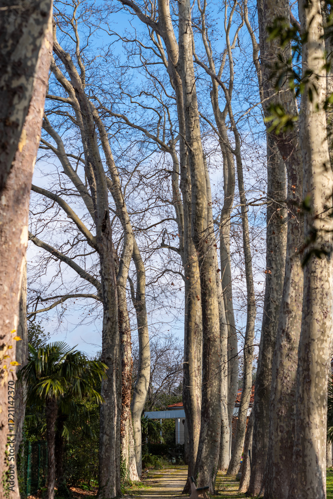Obraz premium trees in the park