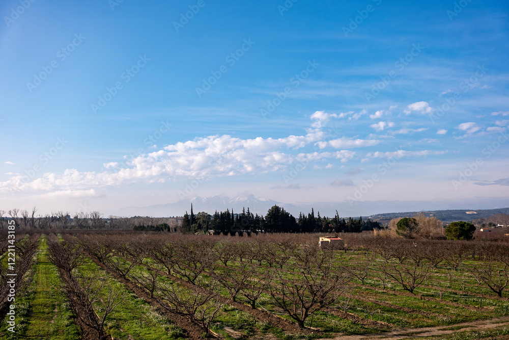 Obraz premium vineyard in region