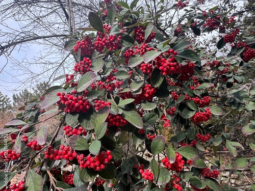 Cotoneaster lacteus, the late cotoneaster or milkflower cotoneaster with colorful leaves and ripe red berries. Close-up of small red berries on branches of late cotoneaster shrub. 
 photo