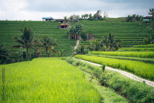 Reisterrassen auf Bali 