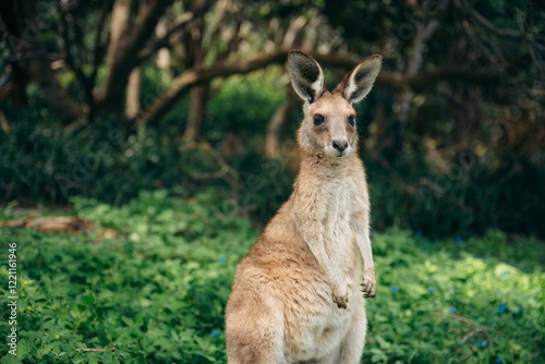 Känguru in der Wildnis photo