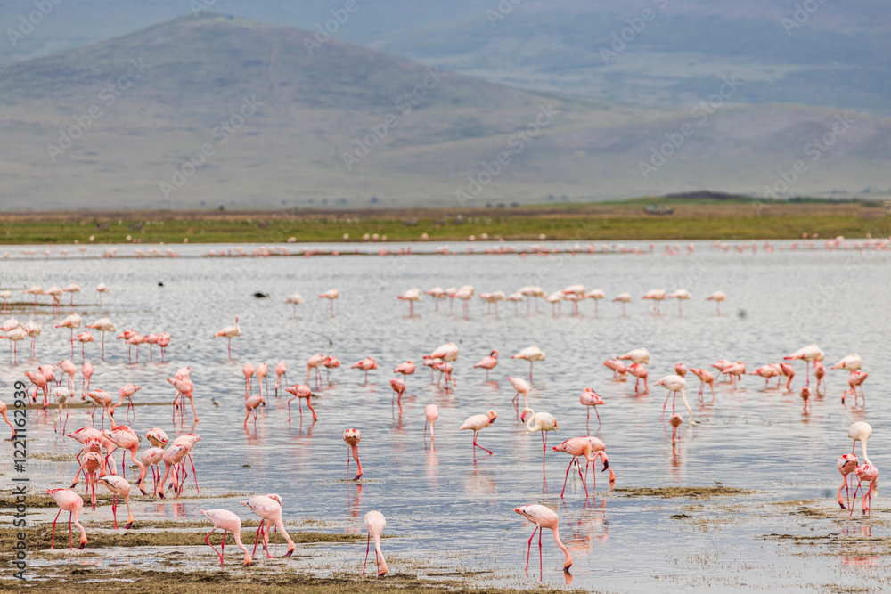 Obraz premium Scenic view of Lesser Flamingo (Phoeniconaias minor) in Lake Magadi during rainy season in Ngorongoro Conservation Area in Tanzania, East Africa