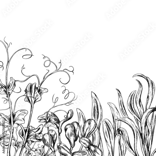 A vector border of farmers spinach, sunflower, pea, corn micro greens in black ink graphically. Fresh sprouts and young leaves. Healthy organic green food. Agriculture, cultivation of plants, flowers