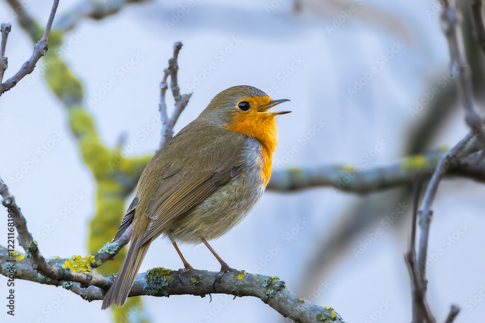 European Robin perched on a tree branch in the morning light European Robin perched on a tree branch in the morning light