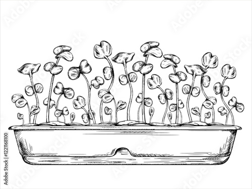 Vector illustration of Young green sprouting radish sprouts from seeds. A plant in pot drawn in black ink graphically. Organic micro-greens for healthy food, dishes, salads. Garden inside the house