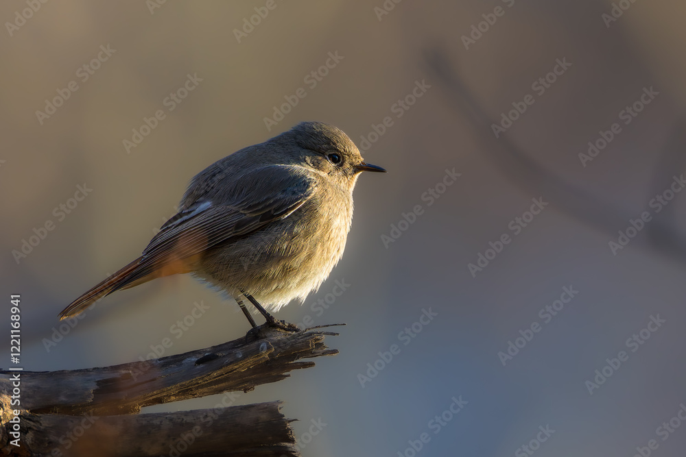 Obraz premium Black Redstart perched on a tree branch in the morning light