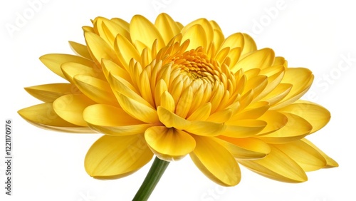 Yellow Chrysanthemum Close-...