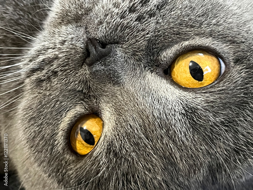 Grey cat with striking yellow eyes lying on its back in a relaxed pose