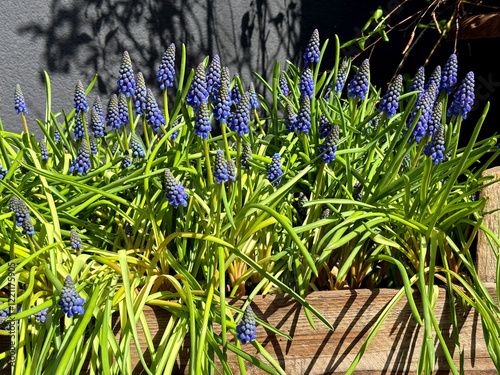 Muscari grape hyacinth spring flowers.