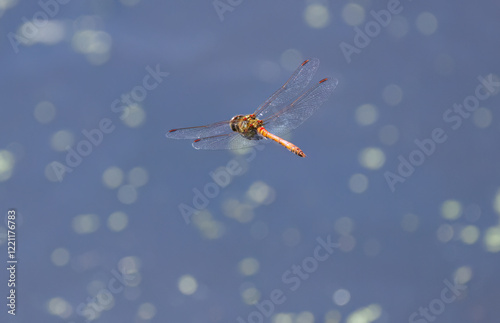 Red damselfly in flight, red dragonfly in sunshine and blue background, close-up of damselfly in flight from the back, close-up of Sympetrum, wings, sunshine photo