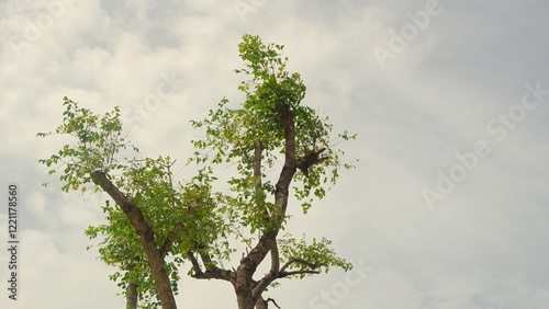 Under the big tree and with branch magnify