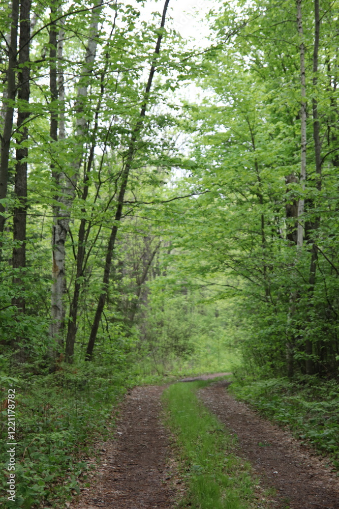 Fototapeta premium Path in a State Park in autumn/fall in northern Minnesota. 