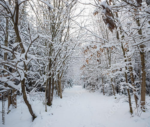 Wallpaper Mural footpath through the beautiful winter forest with snow covered trees Torontodigital.ca