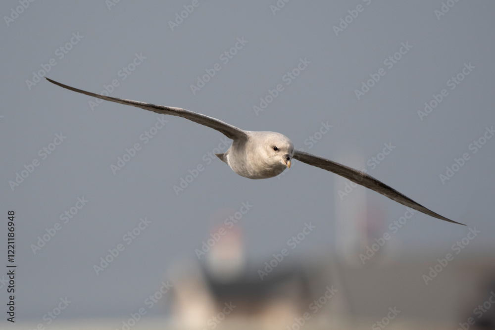 Fulmar boréal, Pétrel fulmar, .Fulmarus glacialis, Northern Fulma Fulmar boréal, Pétrel fulmar, .Fulmarus glacialis, Northern Fulma