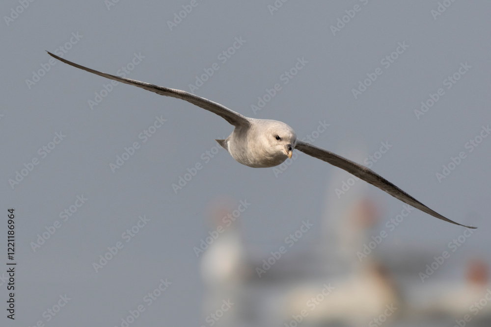 Fulmar boréal, Pétrel fulmar, .Fulmarus glacialis, Northern Fulma Fulmar boréal, Pétrel fulmar, .Fulmarus glacialis, Northern Fulma