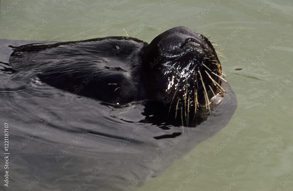 Fototapeta premium Otarie à criniére, Otaria byronia