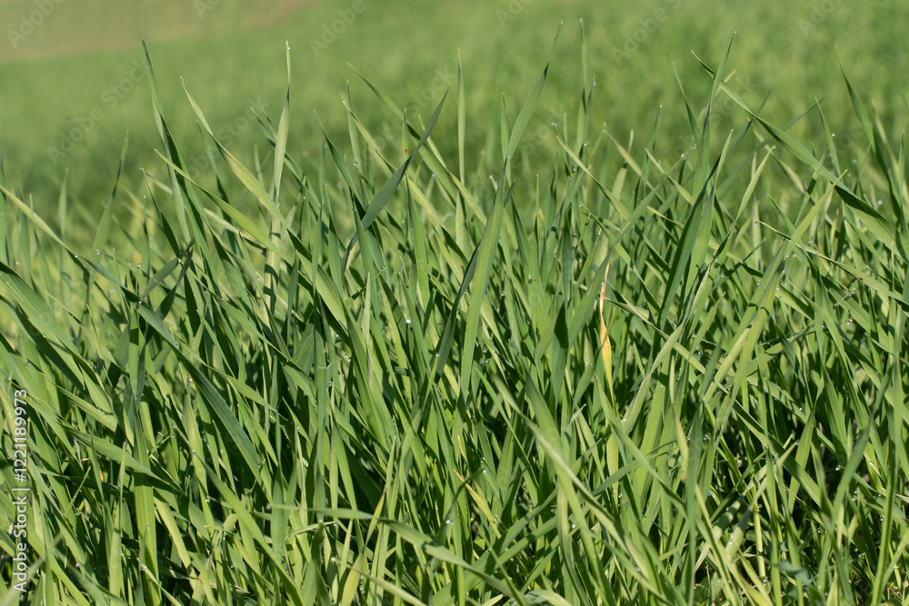 Obraz premium Wheat plants that have reached the tillering stage in a winter-sown wheat field in the Mediterranean region
