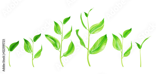 Tableau sur toile Green sprout, stem with leaves, plant shoot png 3d render icon set