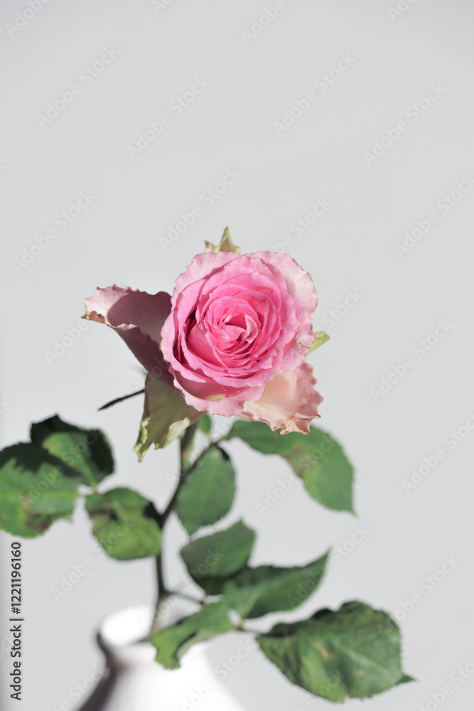 Pink rose on grey background. Pink roses flowers on clean aesthetic bright backdrop. Spring gift interior. Pink rose on grey background. Pink roses flowers on clean aesthetic bright backdrop. Spring gift interior.