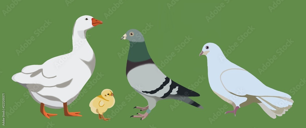Fototapeta premium birds 