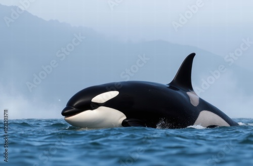 The orca (Orcinus orca), or killer whale, is a toothed whale and the largest member of the oceanic dolphin family. photo