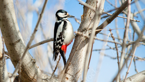 woodpecker on tree