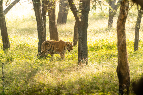 Tiger im hohen graß zwischen Bäumen in freier Natur im Ranthambhore Nationalpark in Rajasthan Indien photo