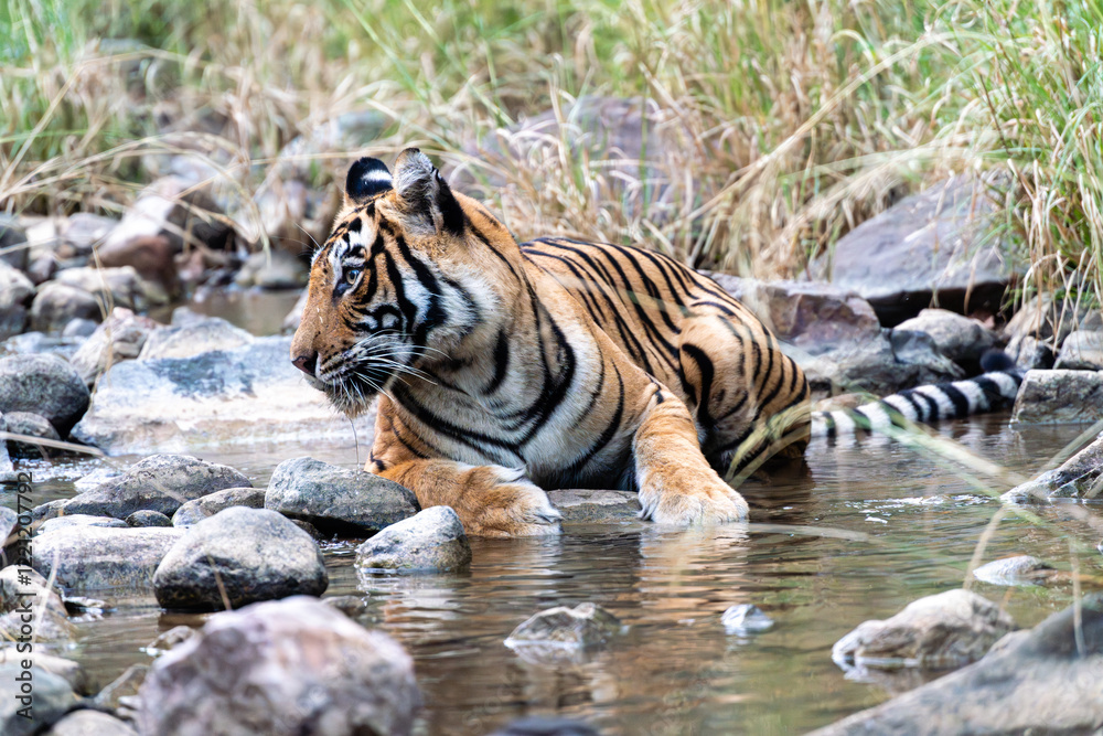 Naklejka premium Tiger am Wasser in freier Natur im Ranthambhore Nationalpark in Rajasthan Indien