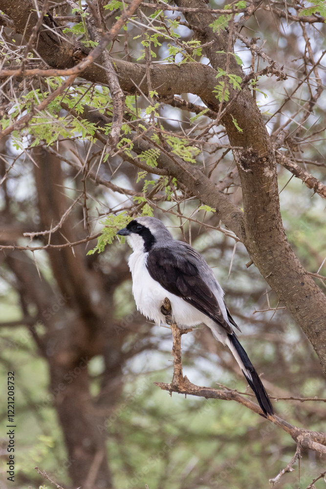 Grey-backed fiscal (Lanius excubitoroides) during bird safari in Serengeti in Tanzania, East Africa