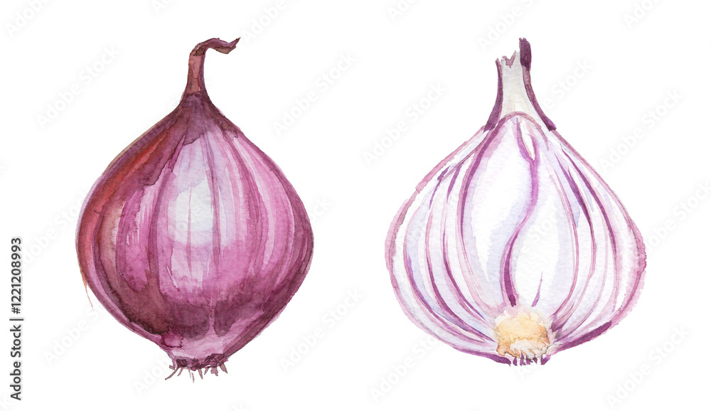 Fototapeta premium Watercolor onion isolated on white. Hand drawn vegetable illustration. Menu or cook book cover clipart.