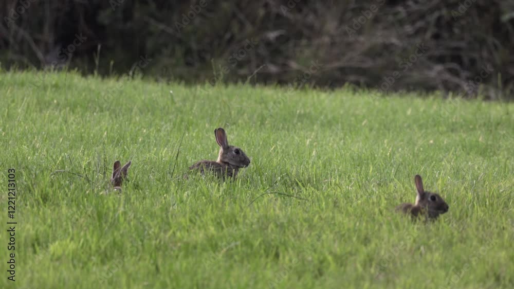 Rabbits in a field. One rabbit is mostly visible; two are partially concealed in the grass. Rabbits in a field. One rabbit is mostly visible; two are partially concealed in the grass.