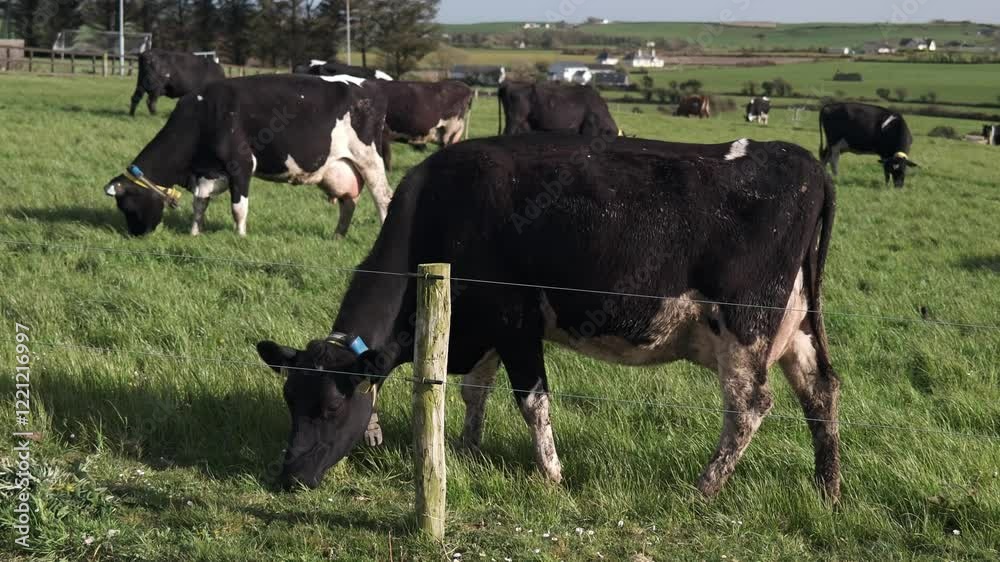A group of cows enjoys their time grazing in lush green grass. The sun shines brightly as they roam freely in a serene countryside setting, embodying farm life. A group of cows enjoys their time grazing in lush green grass. The sun shines brightly as they roam freely in a serene countryside setting, embodying farm life.