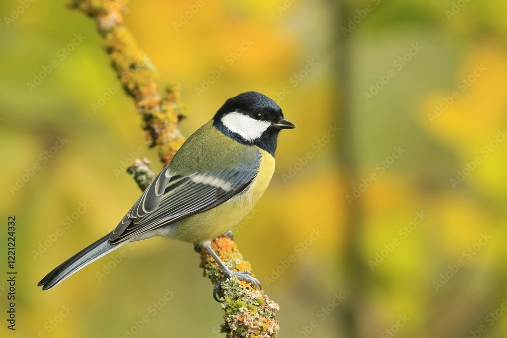 Obraz premium A colorful titmouse sits on branch covered by yellow lichen. Closeup portrait of a great tit. Parus major. 