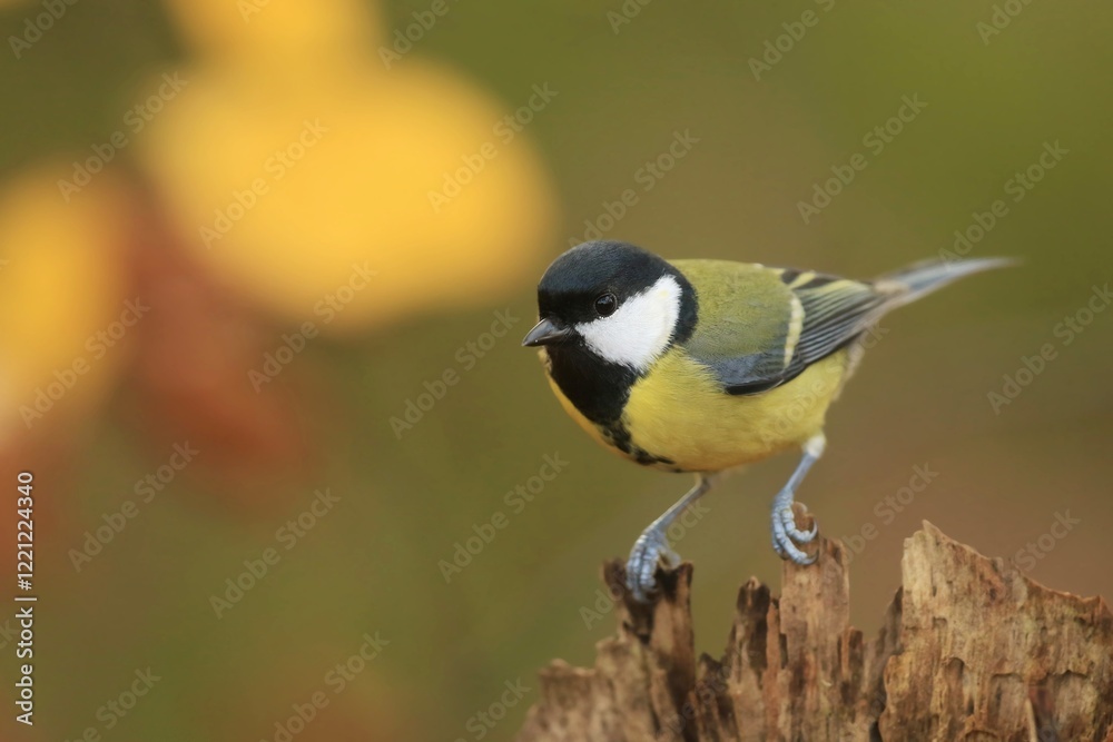 A colorful titmouse sits on tree stump. Closeup portrait of a great tit. Parus major. A colorful titmouse sits on tree stump. Closeup portrait of a great tit. Parus major.