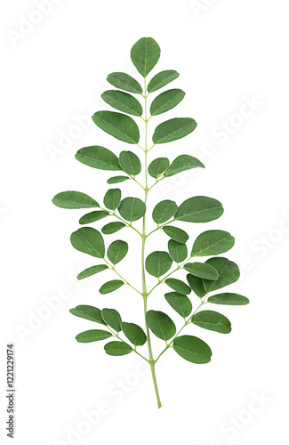 Moringa leaves isolated on a white background with clipping paths