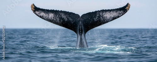 World whale day with marine and habitat idea. Whale tail emerging from the ocean surface. photo