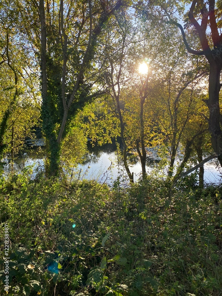 Obraz premium autumn in the forest