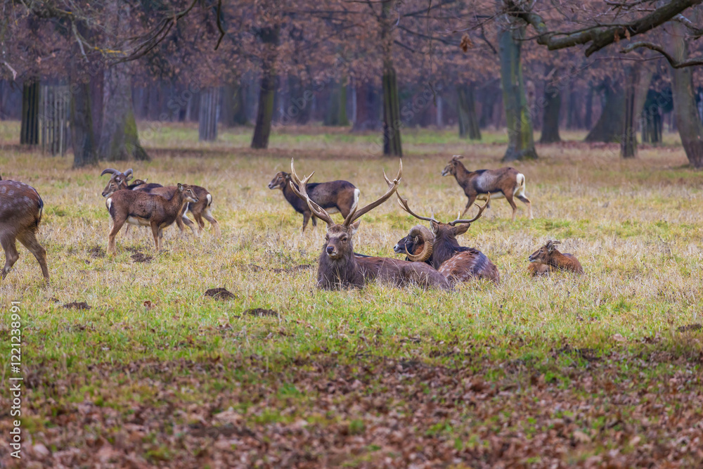 Naklejka premium Sika deer - Cervus nippon, doe and mouflon in meadow and forest. Photo from wild nature