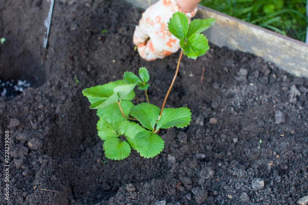 A woman plants strawberries in the garden. Garden garden A woman plants strawberries in the garden. Garden garden