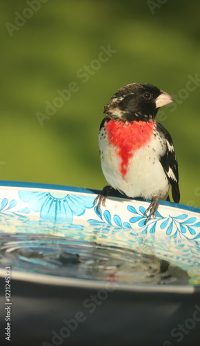 Rose-breasted grosbeak on birdbath 
